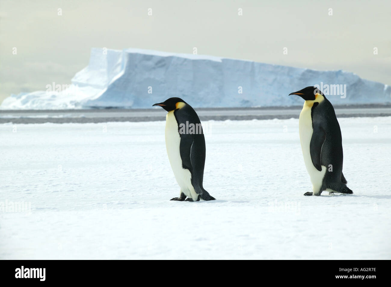 Deux manchots empereurs de décor Baie Atka mer de Weddell, Antarctique Banque D'Images