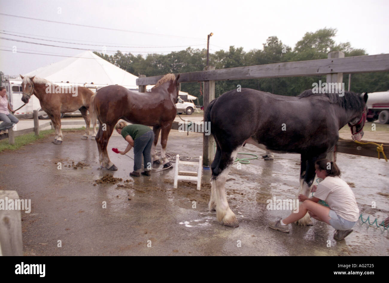 Chevaux de trait d'être nettoyés au New Jersey State Fair Banque D'Images