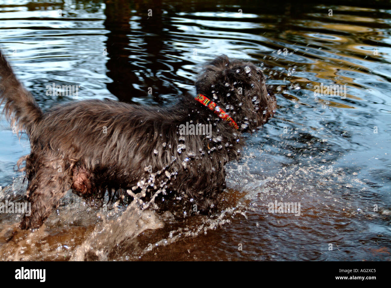 Half Breed Schnauzer sauter dans l'eau à un lac Banque D'Images