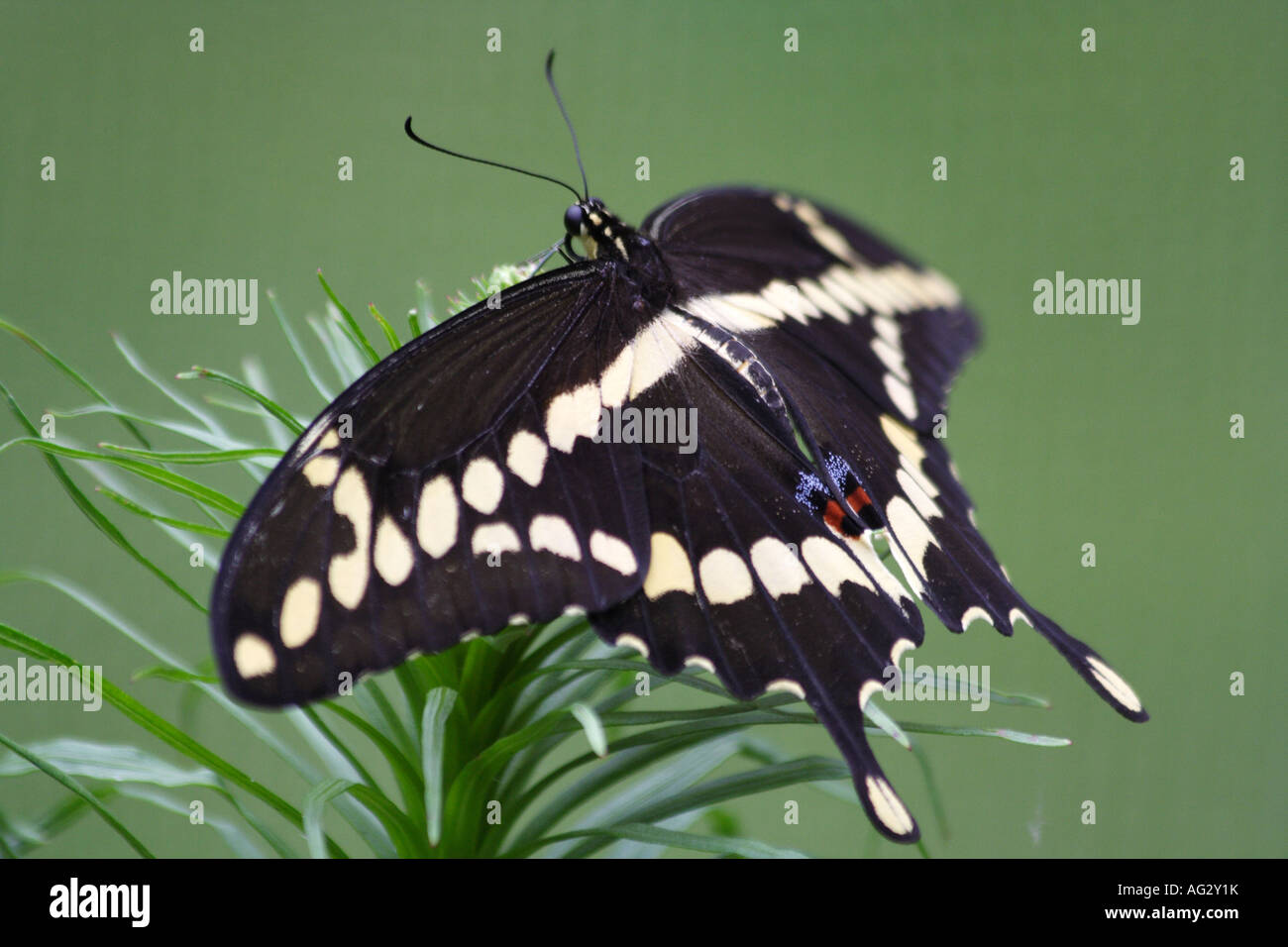 Le grand porte-queue (Papilio cresphontes) papillon Banque D'Images