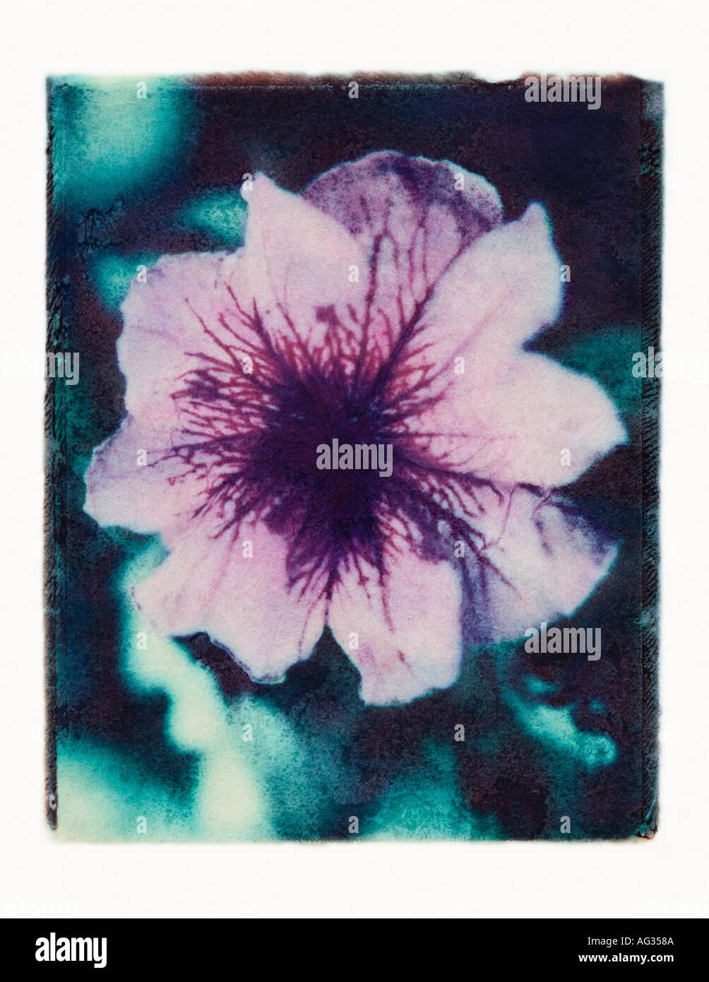 Transfert de l'image Polaroid pétunia lavande Banque D'Images