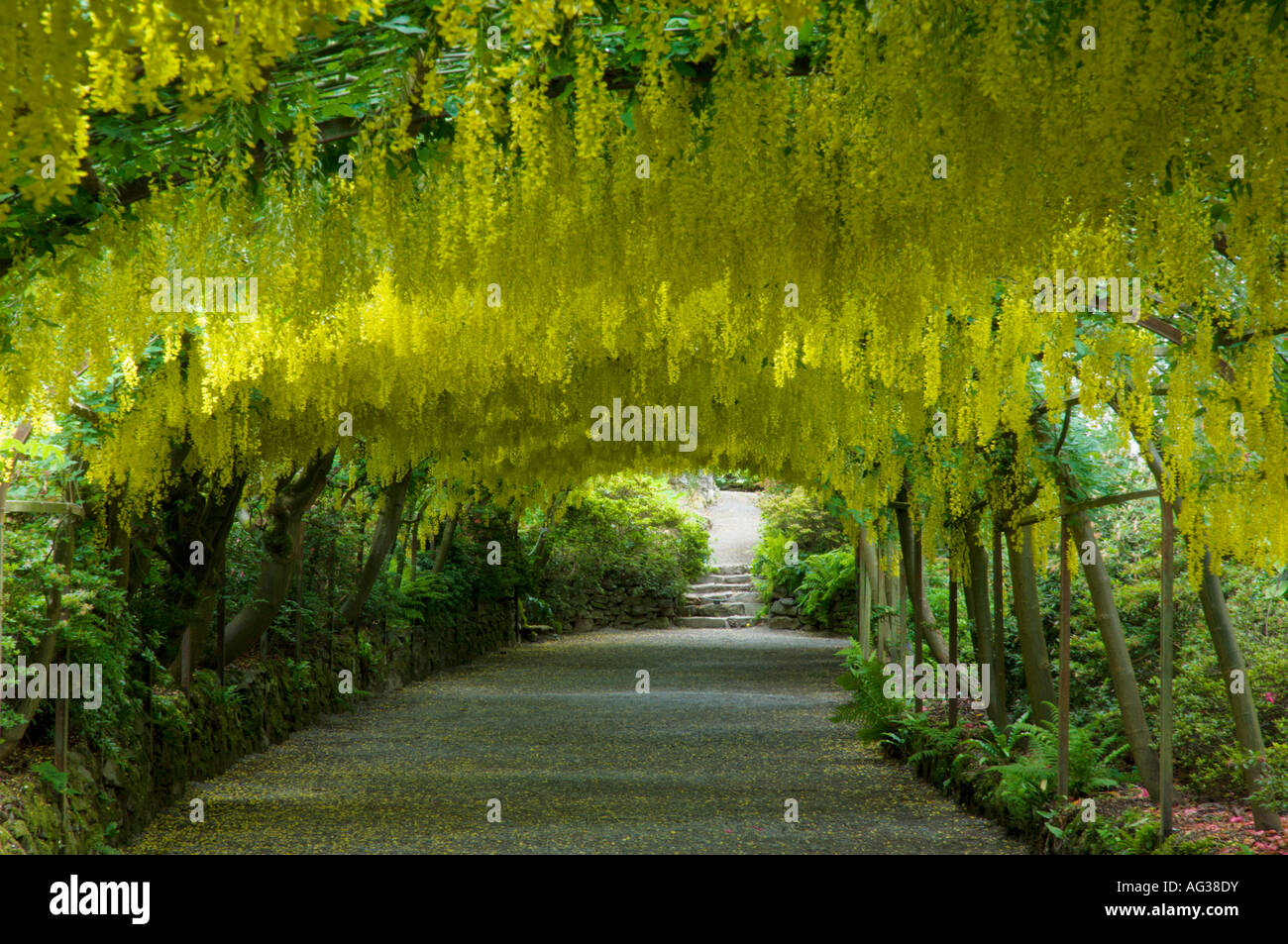 Arche de Laburnum dans les jardins de Bodnant près de Llandudno Gwynedd North Wales GB UK Europe Laburnum anagyroides Banque D'Images