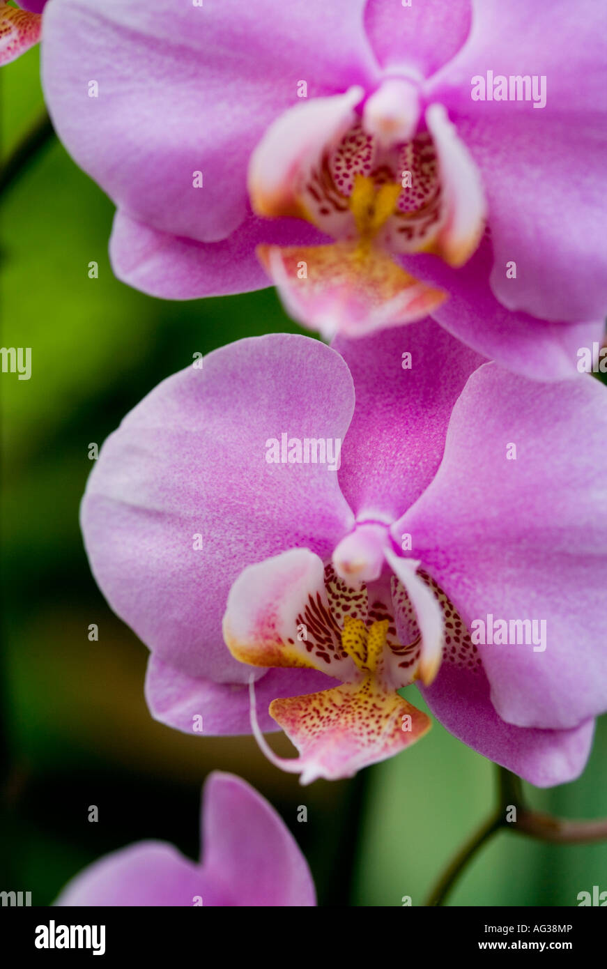 Orchidée fleur rose en détail Banque D'Images
