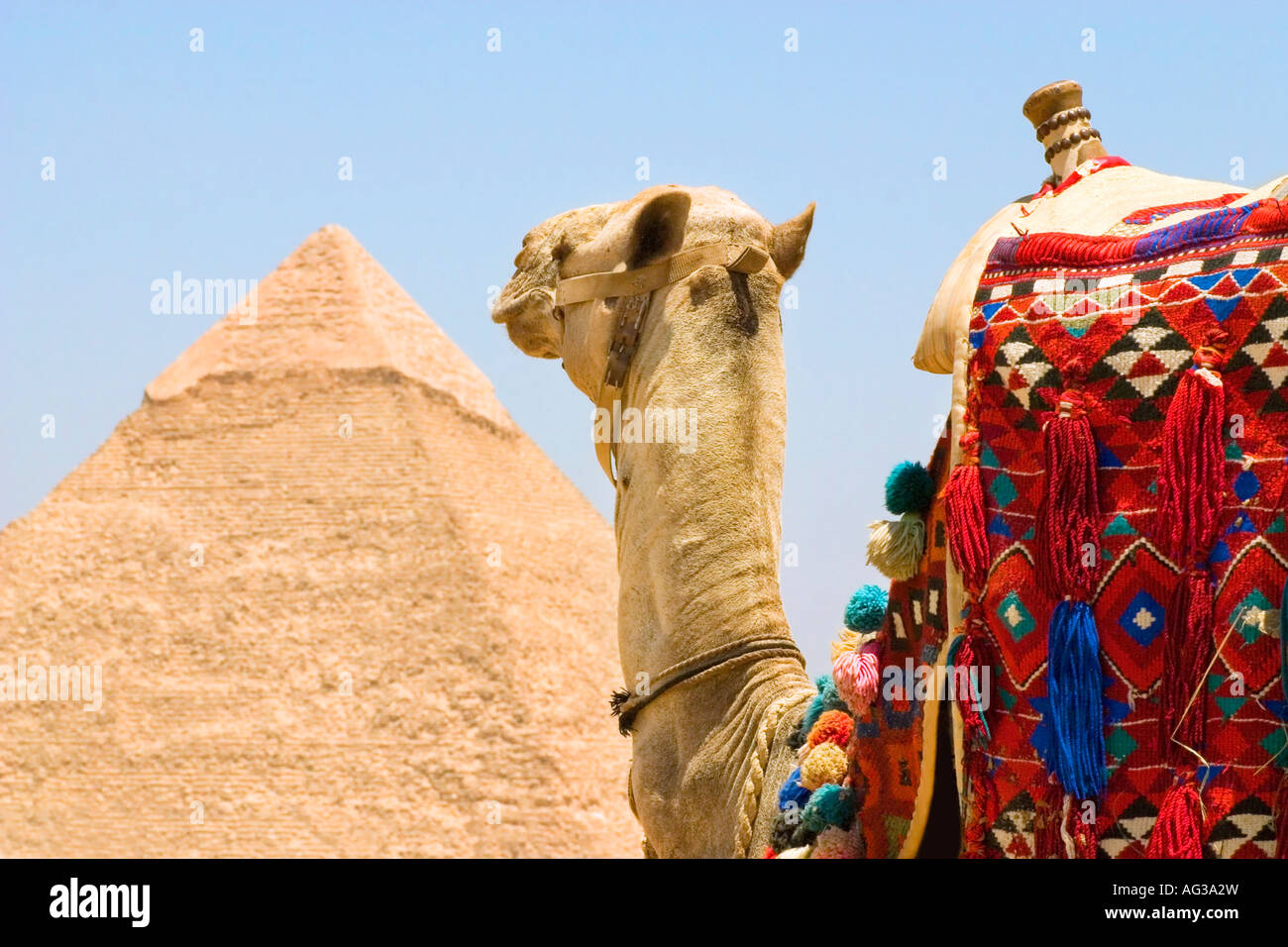 Camel en face d'une pyramide au Caire, Egypte Banque D'Images