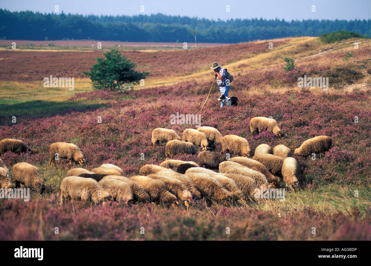 Pays-bas Emmen Berger avec le chien et les moutons dans la lande de floraison Banque D'Images