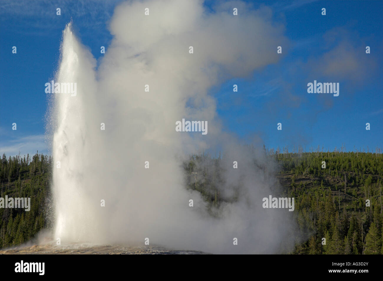 Old Faithful Geyser basin supérieur parc national de Yellowstone au Wyoming usa États-Unis d'Amérique Banque D'Images