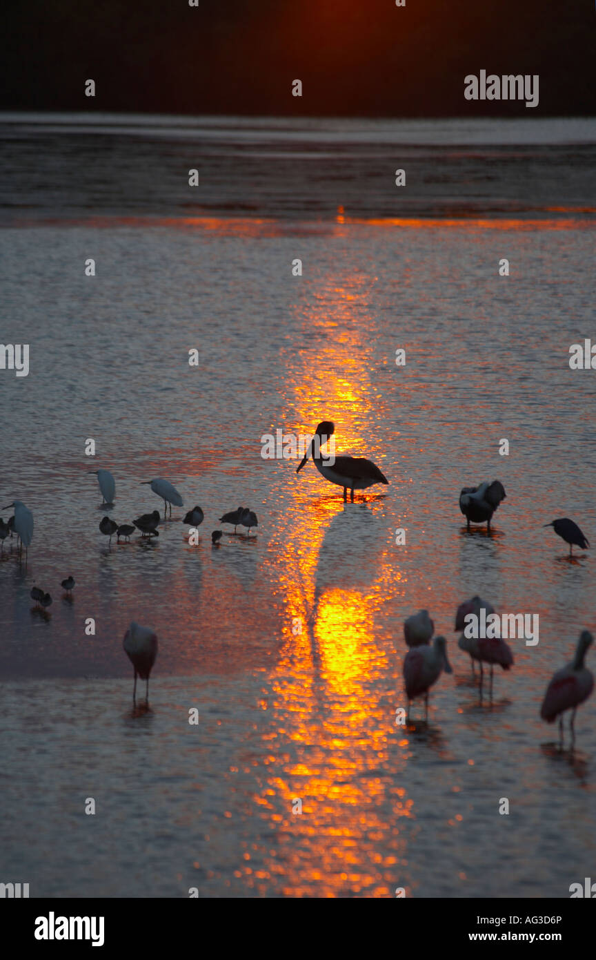 Oiseaux au coucher du soleil le long de la route de la faune dans la région de J N Ding Darling National Wildlife Refuge à Sanibel Island sur la côte du golfe de so Banque D'Images