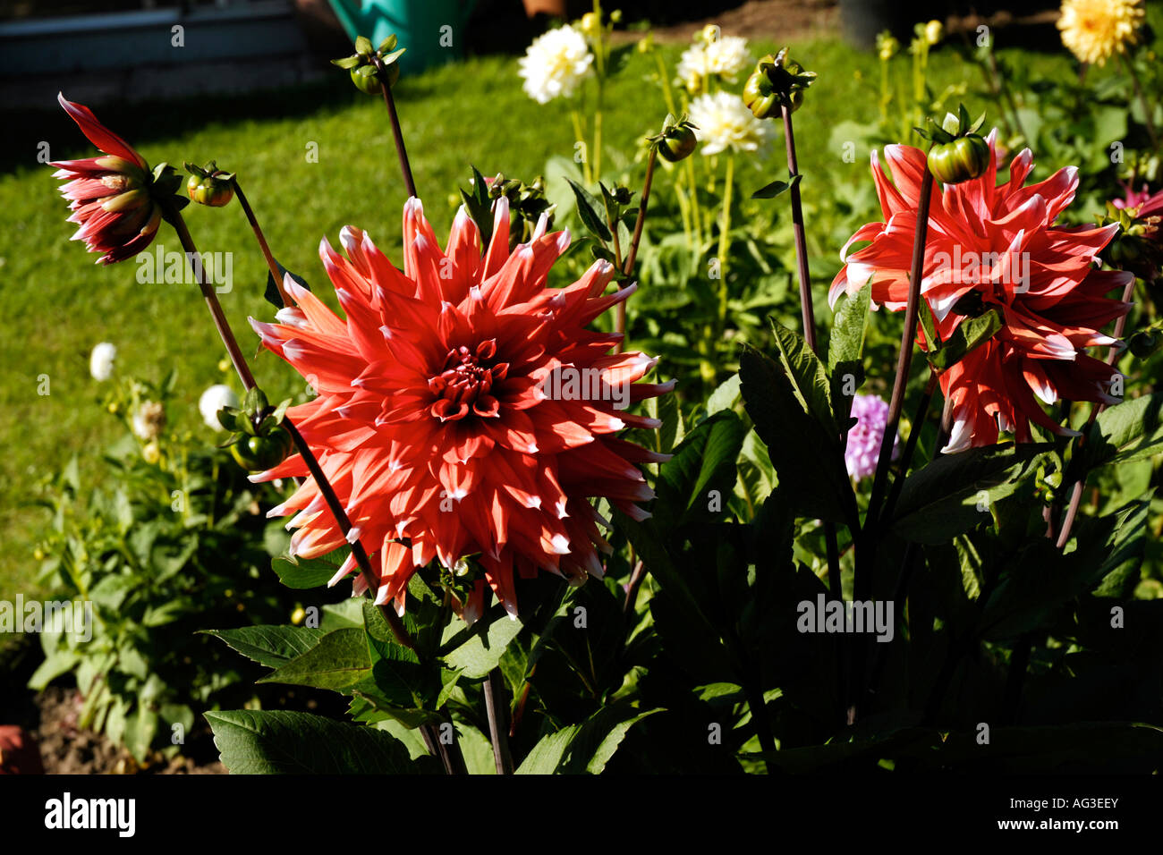 Fleurs de jardin en fleurs Banque D'Images