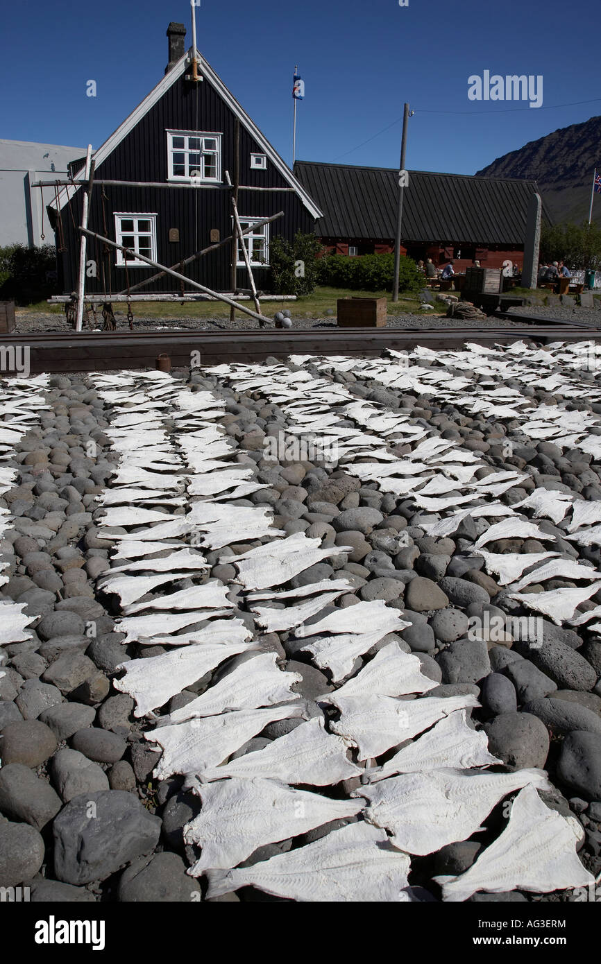 Le séchage de la morue salée, musées maritimes, ville Isafjordur, Islande Banque D'Images