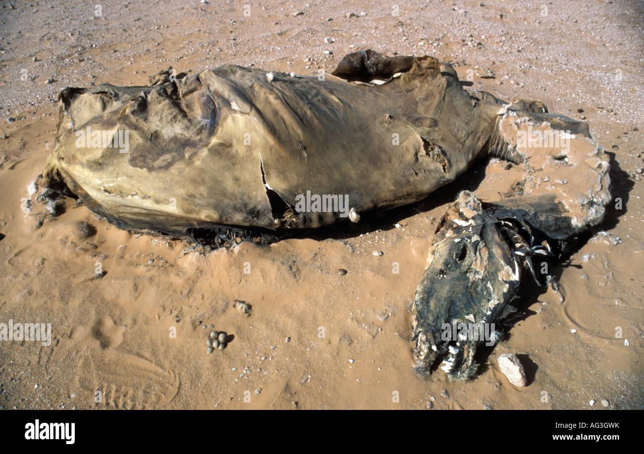 Carcasse de chameau Taghit Algérie Banque D'Images