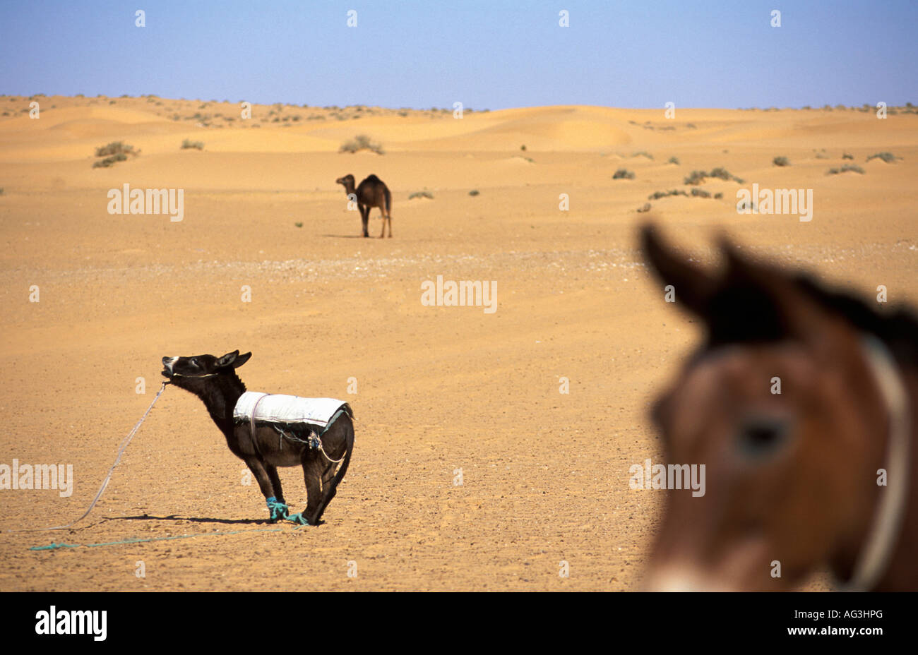 L'Algérie Tougghourt les ânes et les chameaux sur Sahara Banque D'Images