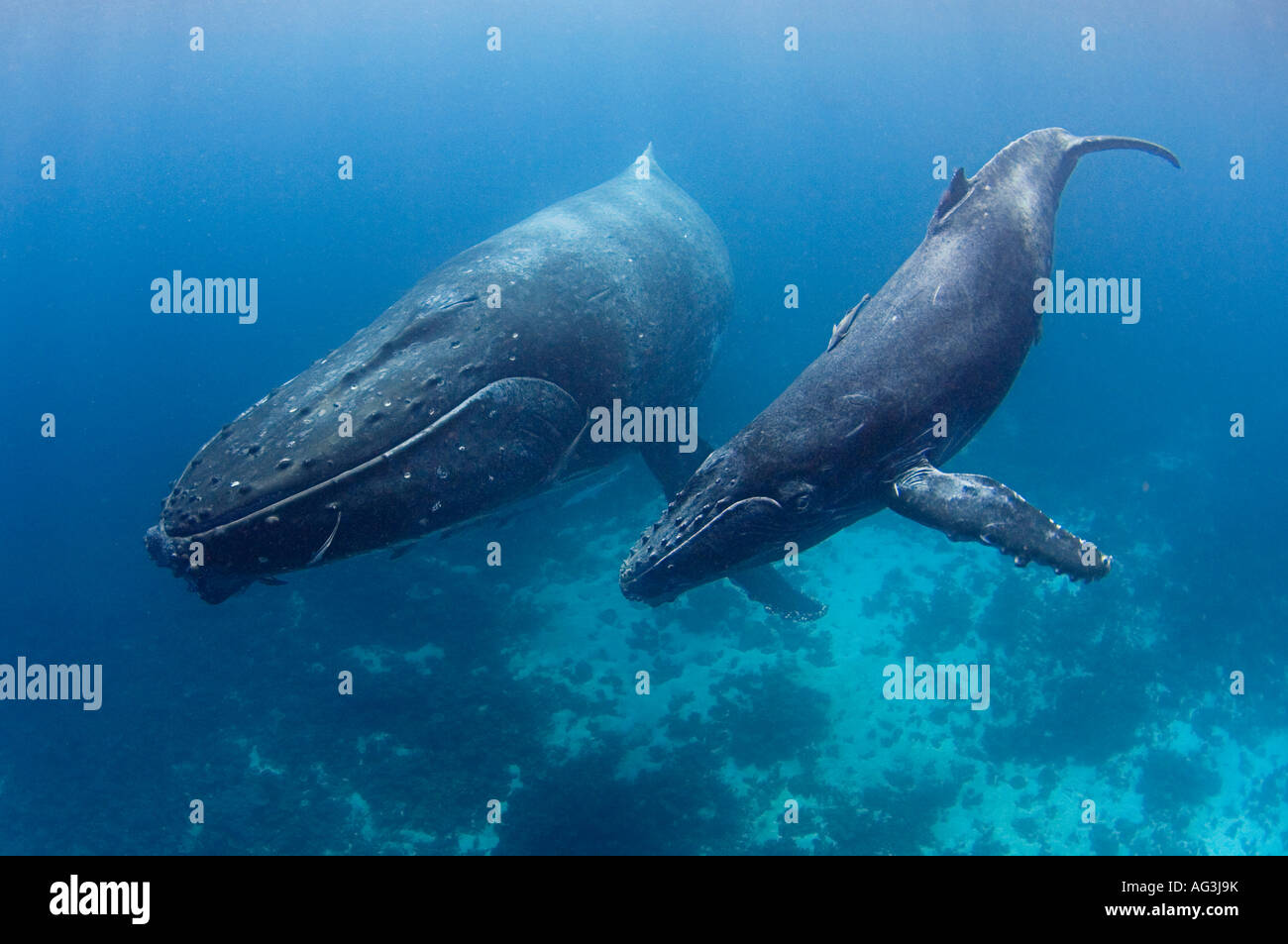 Les baleines à bosse (Megaptera novaeangliae) à Vava'u, Royaume de Tonga, un lieu de reproduction et de mise bas pour les baleines dans le Pacifique. Banque D'Images