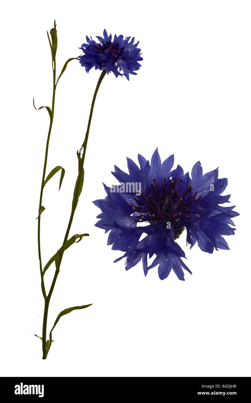 Centaurea cyanus bleuet composite découpe toute la plante et macro flowerhead aujourd'hui un rare espèce cornfield Surrey Angleterre Juillet Banque D'Images