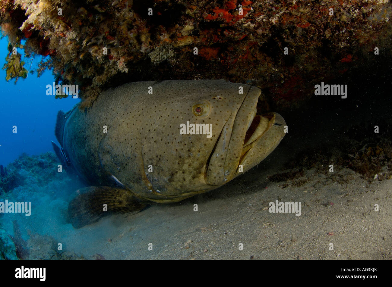 Goliath (Epinephelus itajara) à l'intérieur d'une grotte à Juno Beach, FL. Banque D'Images