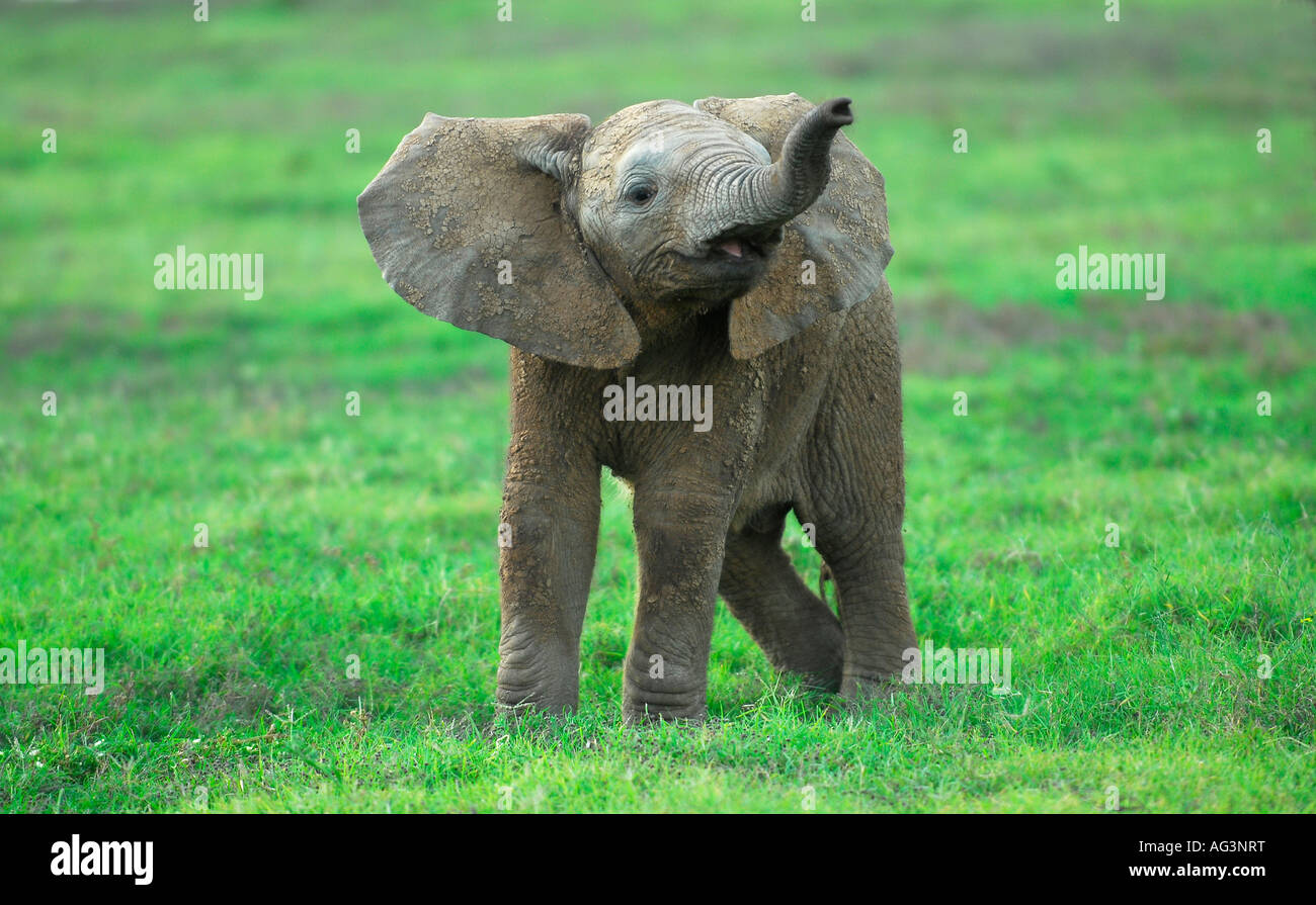 Bébé éléphant africain avec tronc soulevé contre un arrière-plan vert, Addo, Afrique du Sud Banque D'Images