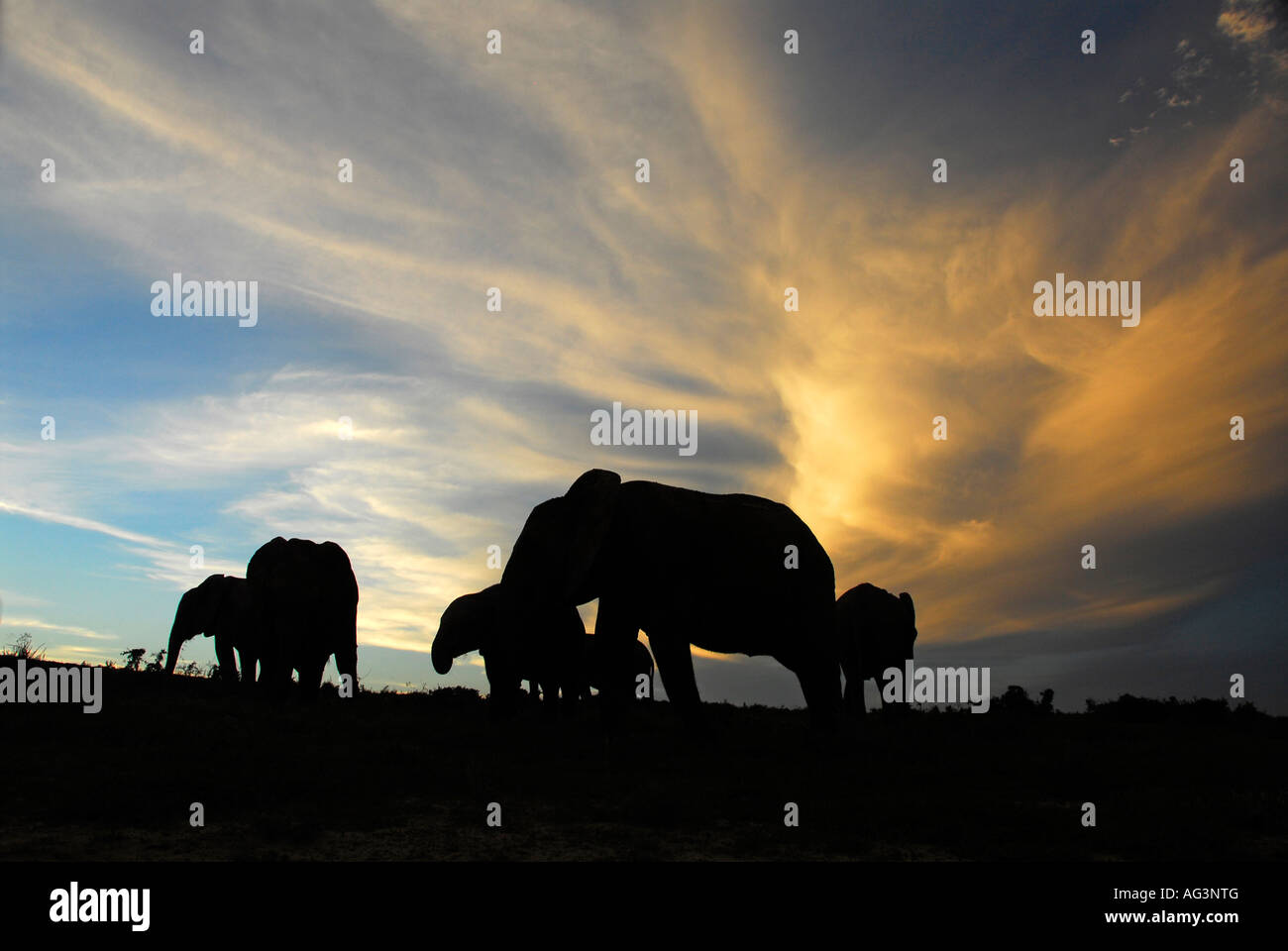 Silhouette de la famille éléphant contre skyline après le coucher du soleil, l'Addo Elephant National Park, Afrique du Sud Banque D'Images