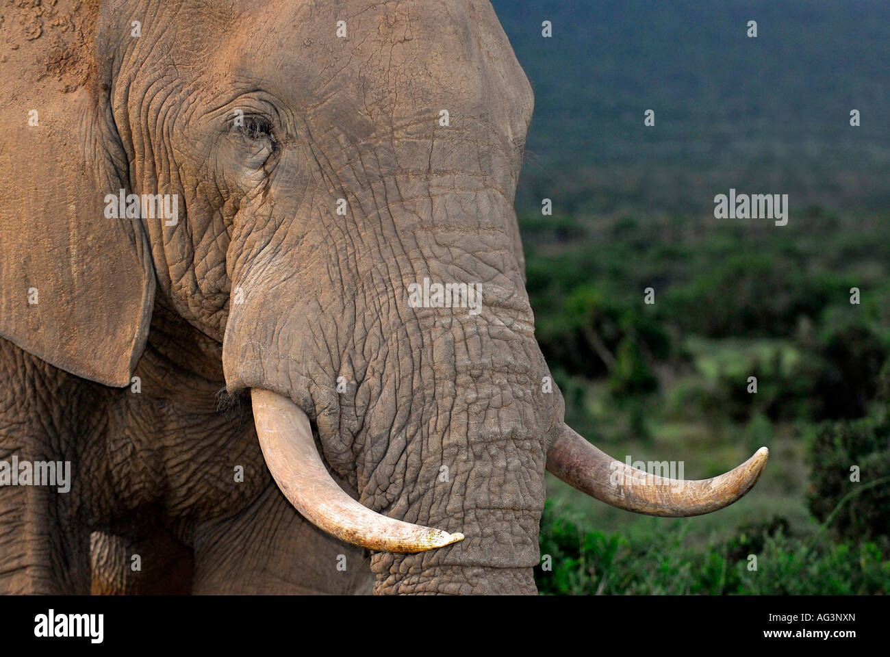 Close-up de défenses et brillant chef de l'Addo Elephant bull, Afrique du Sud Banque D'Images