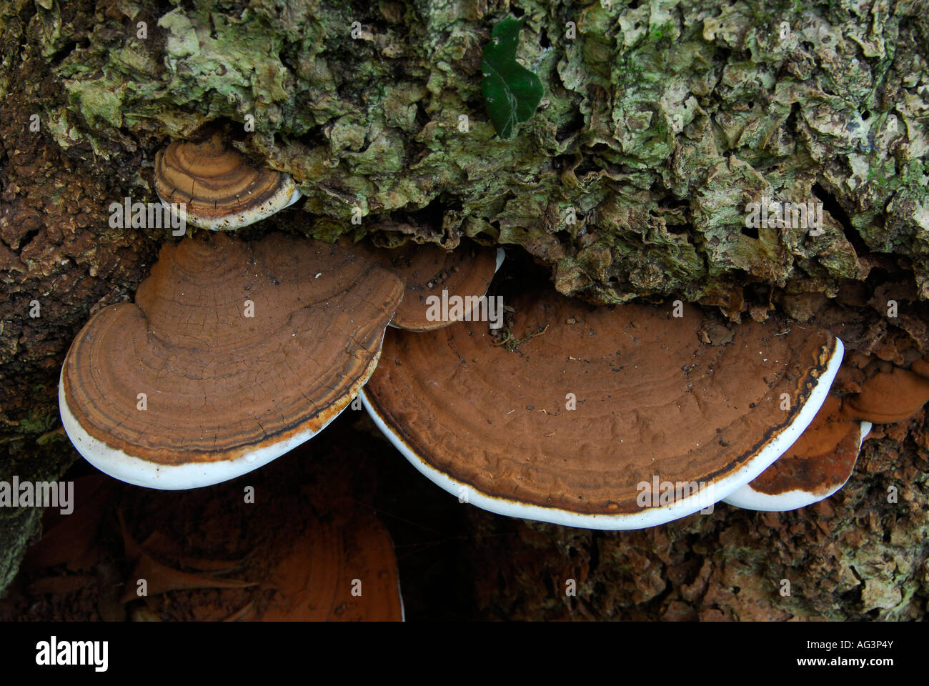 Brown et blanc champignons poussant sur le tronc de rainforest, Grootvadersbosch, Western Cape, Afrique du Sud Banque D'Images