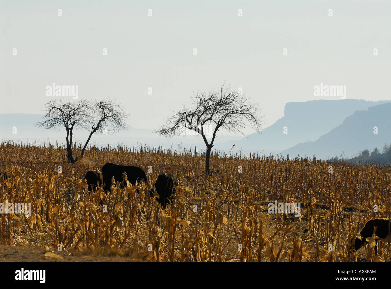 Jeune taureau de manger des épis de maïs/maïs sec en hiver, le Lesotho, l'Afrique Banque D'Images