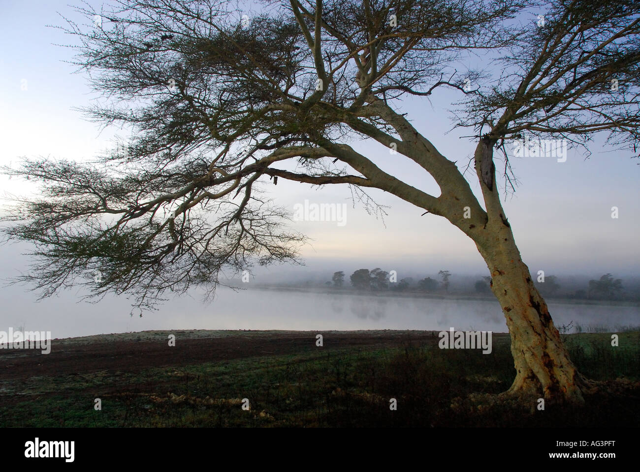 Fever tree dans la brume, Ndumu, Kwazulu Natal, Afrique du Sud, avec lac d'eau douce en arrière-plan Banque D'Images