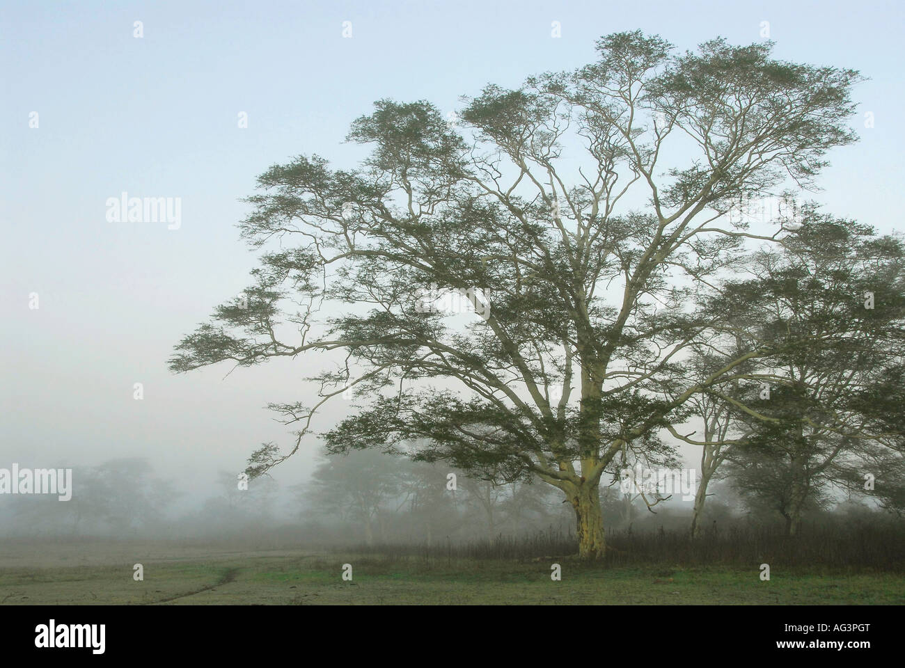 Fever tree dans la brume, Ndumu, Kwazulu Natal, Afrique du Sud Banque D'Images