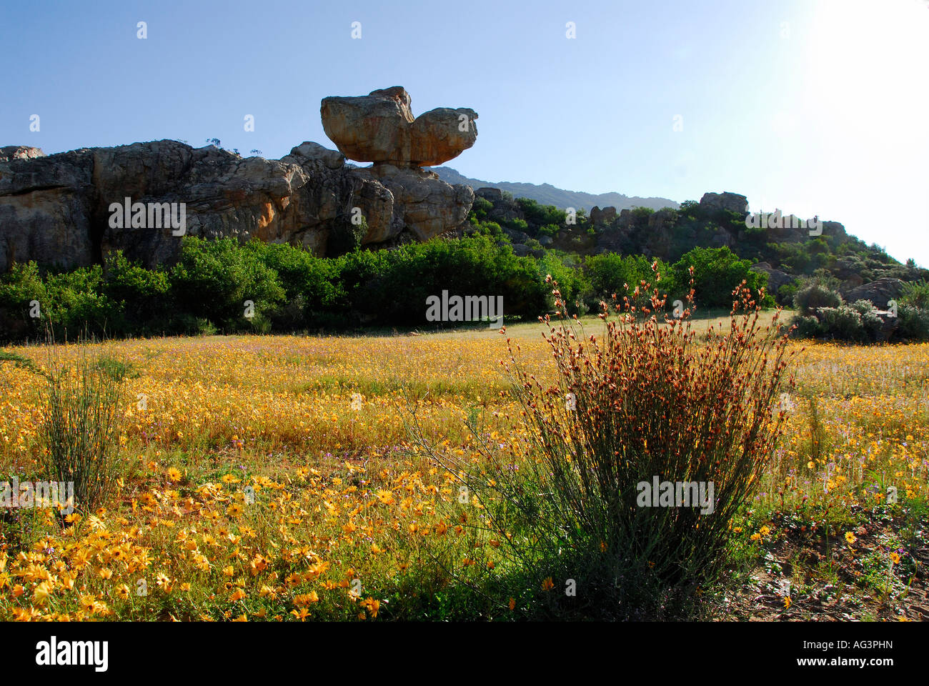 Les fleurs du printemps à l'éperon rocheux en arrière-plan, Clanwilliam, Namaqualand, Afrique du Sud Banque D'Images