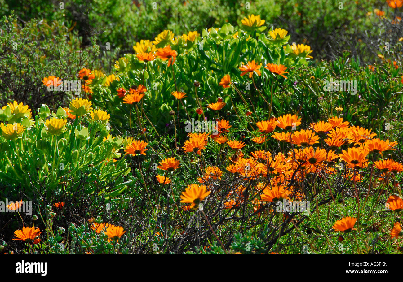 Floraison de marguerites orange vif au printemps, Vredendal, Namaqualand, Afrique du Sud Banque D'Images