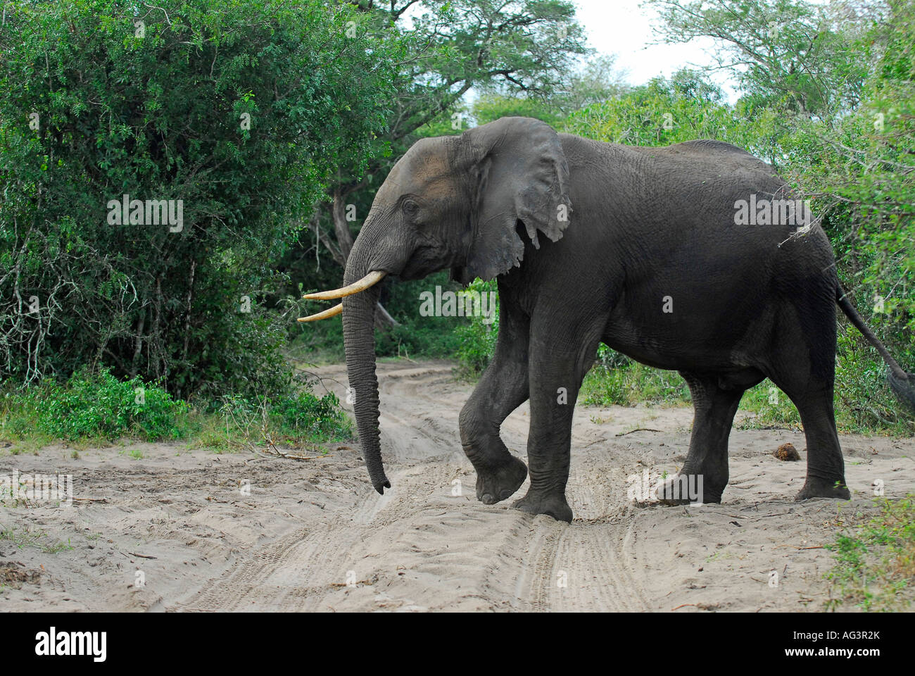 Passage à niveau route de sable de Tusker Tembe Elephant Park, Afrique du Sud Banque D'Images