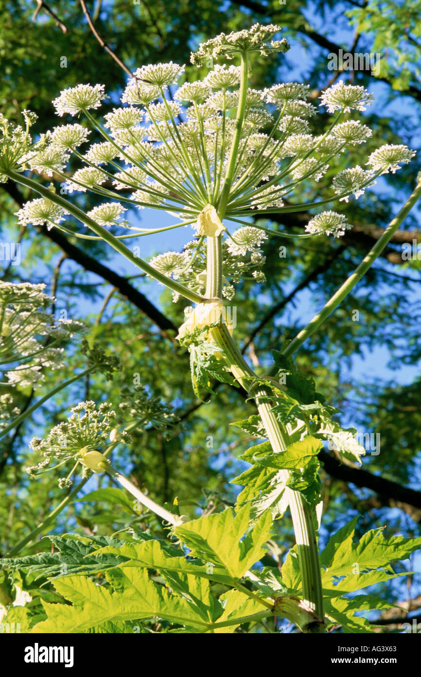 Heracleum mantegazzianum Banque D'Images