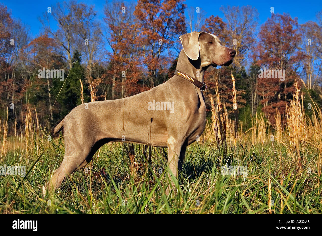 L'épreuve de chasse AKC braque de Boiling Springs Florida Banque D'Images