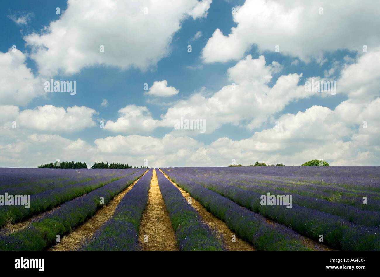 Rangées de lavande dans un champ à Gloucestershire Angleterre ferme Snowshill contre un ciel nuageux ciel bleu Banque D'Images