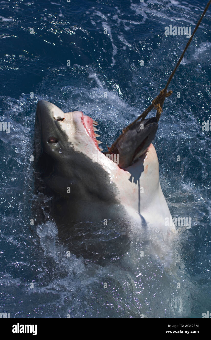 Grand requin blanc (Carcharodon carcharias) photographié dans l'île de Guadalupe, au Mexique. Banque D'Images