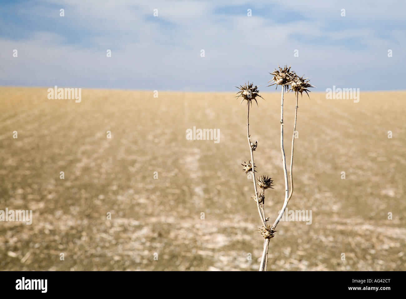 L'Espagne l'été plantes Chardon Banque D'Images