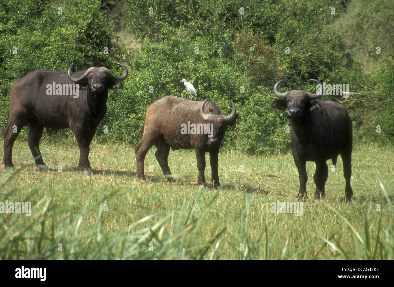 Deux taureaux Buffle africain matures et immatures sur un canal Kazinga Parc national Queen Elizabeth en Ouganda Banque D'Images