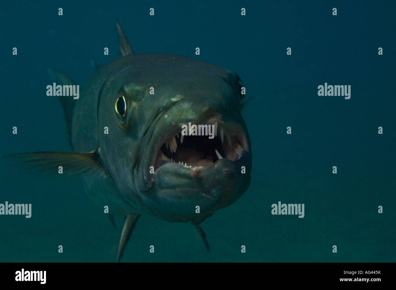 Grand barracuda (Sphyraena barracuda) à Singer Island, FL. Banque D'Images