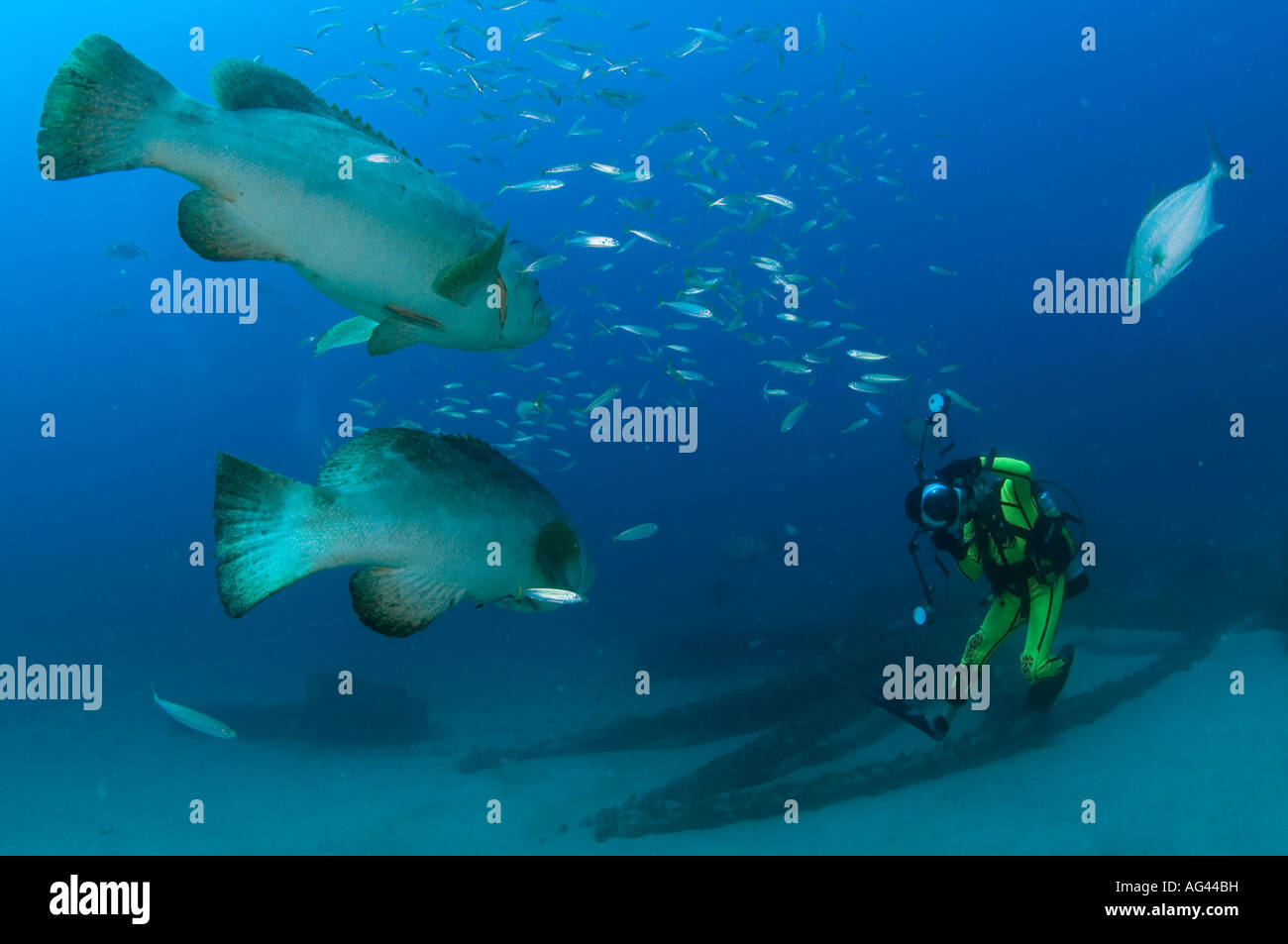 Plongeur et mérous géants menacées et protégées Epinephelus itajara dans Jupiter FL Banque D'Images