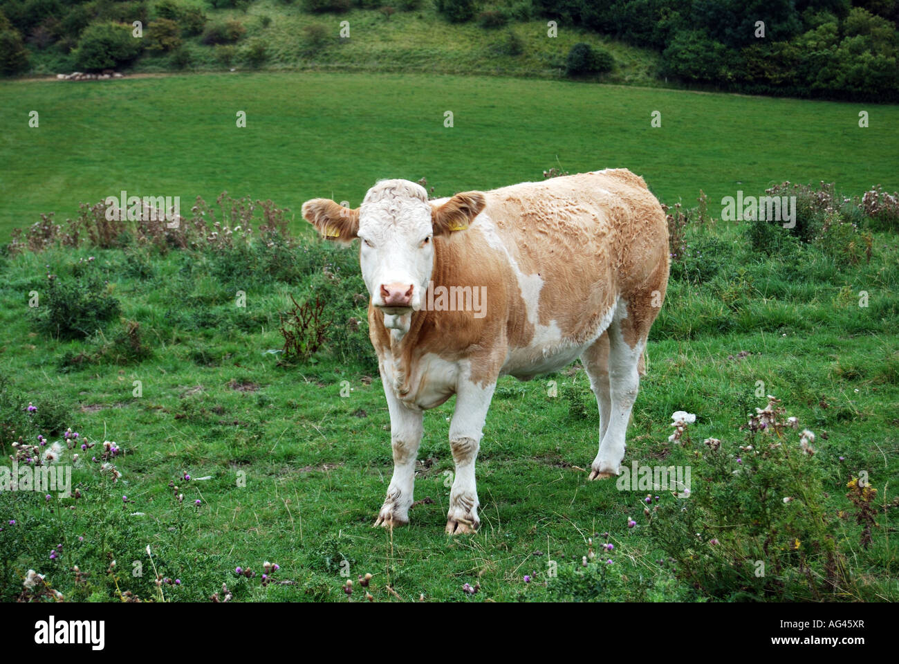 Jeune veau en champ, Wiltshire, Angleterre, Royaume-Uni Banque D'Images