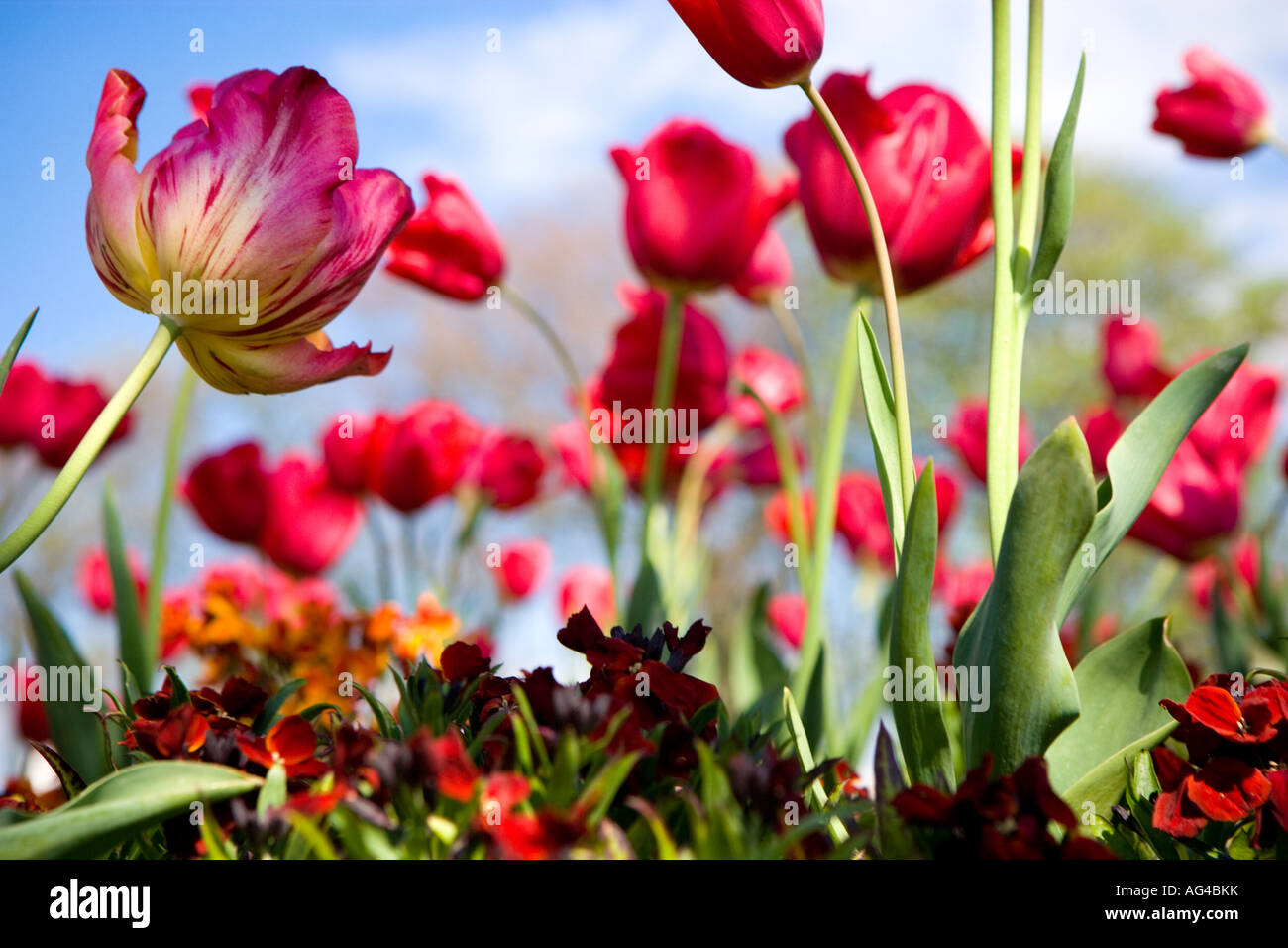 Les vers rouges de tulipes en fleurs au printemps. UK Banque D'Images