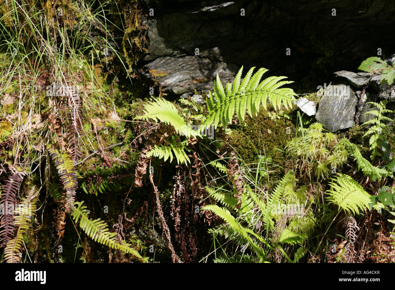 Hard Fern, fruit d'un tapis de sphaignes sur les pentes de Ben Arthur le cordonnier Arrochar Ecosse Banque D'Images