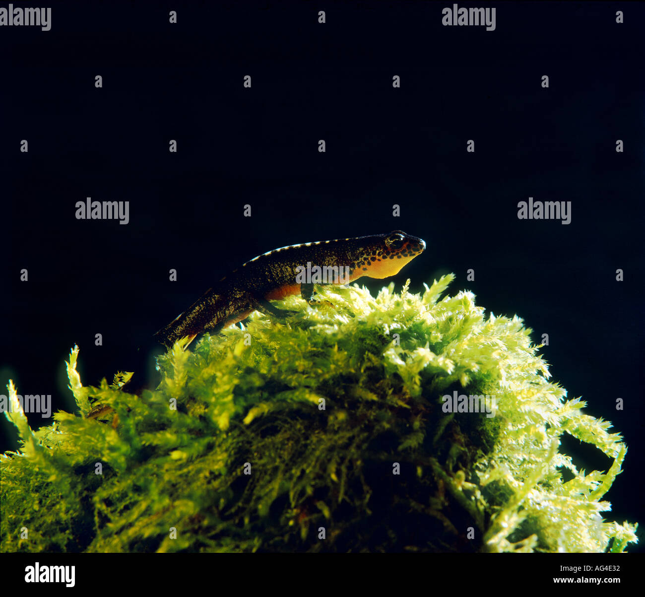 Mâle triton alpestre Triturus alpestris amphibian marcher par terre à la recherche d'un compagnon de waterplace salamandra Mesotriton alpestr Banque D'Images