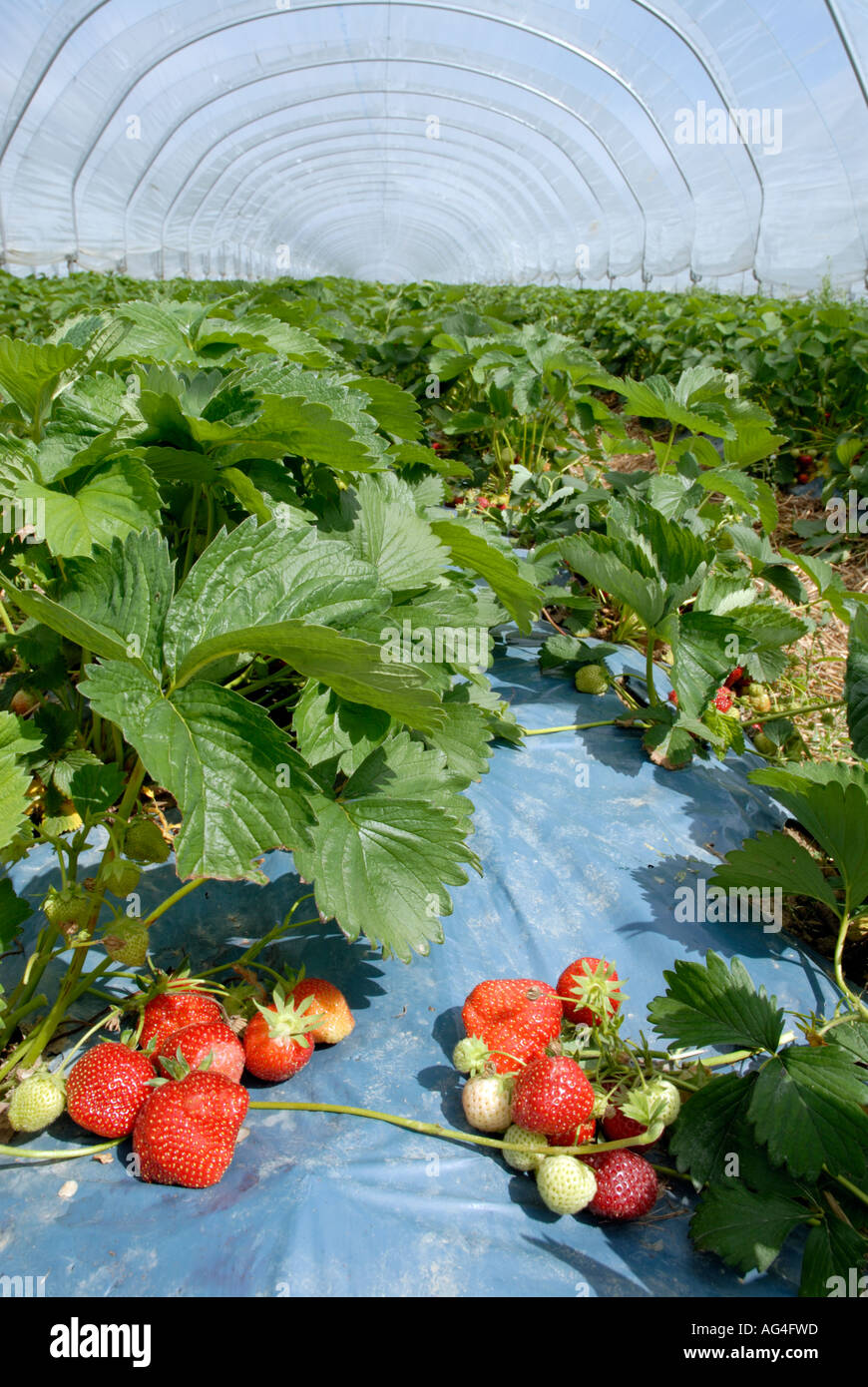 De plus en plus à l'intérieur de fraises polytunnel près de Merriworth Tonbridge Kent England UK Grande-Bretagne Europe EU Banque D'Images