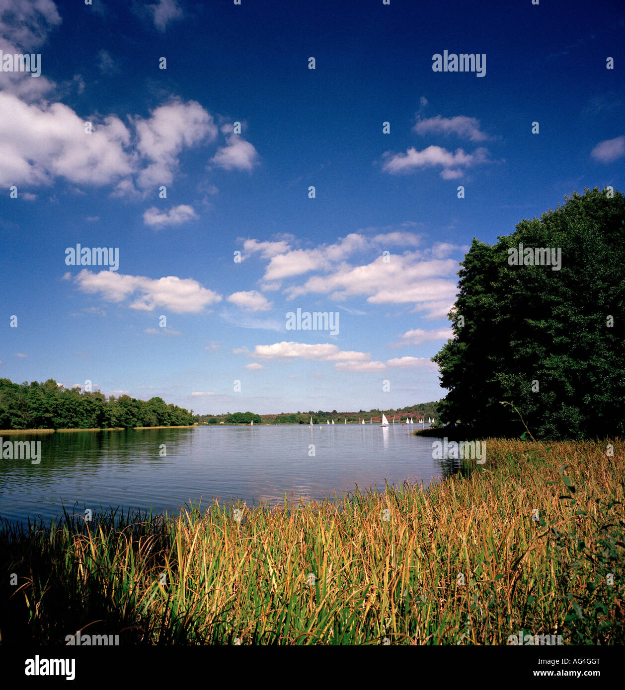 Avis de Frensham Great Pond, Farnham, Surrey, Angleterre, Royaume-Uni. Banque D'Images