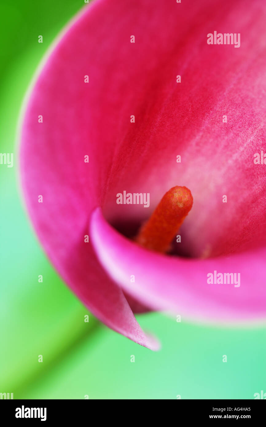 Calla Lily Zantedeschia rose pâle Banque D'Images