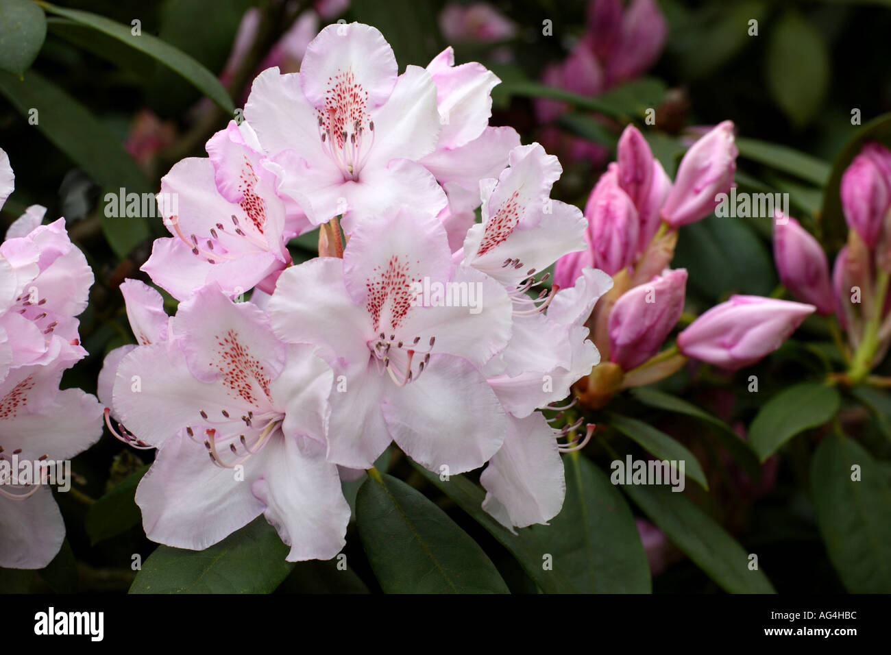 Mme Pearson Rhododendron Charles E Wisley Horticultural Gardens Royal Surrey England Banque D'Images