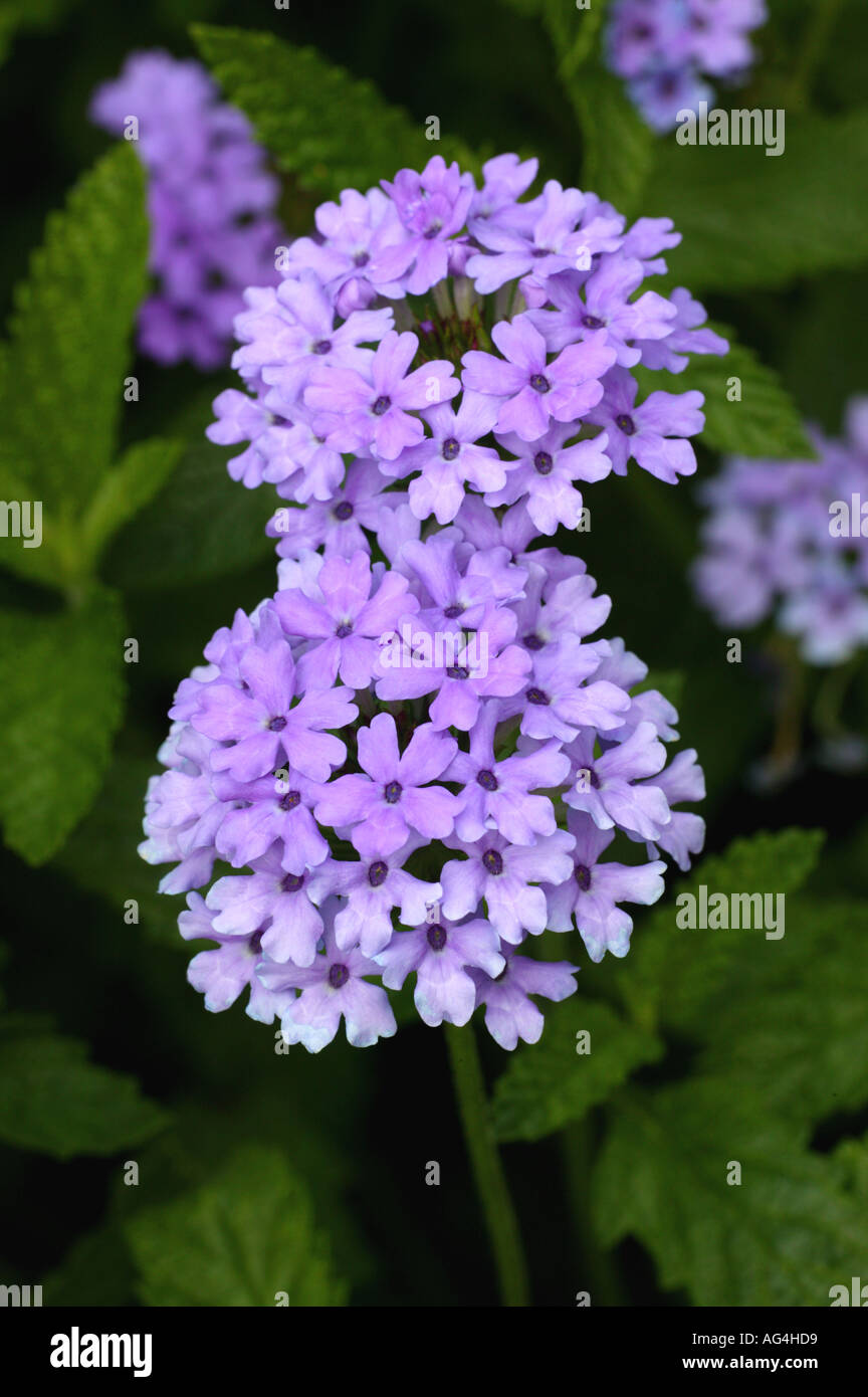 Lolla verveine Wisley Horticultural Gardens Royal Surrey England Banque D'Images