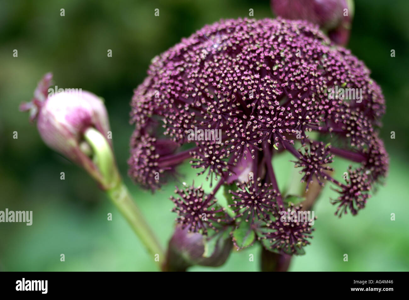 Angelica Gigas fleurs angelica Coréen Banque D'Images