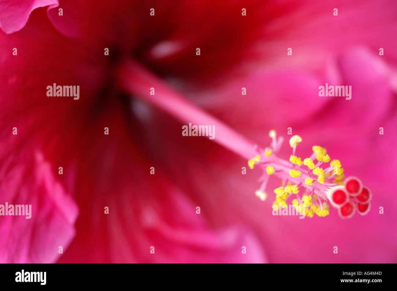 Hibiscus fleur sp Banque D'Images