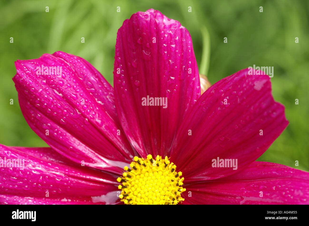 Sonate Cosmos fleur Carmina Banque D'Images