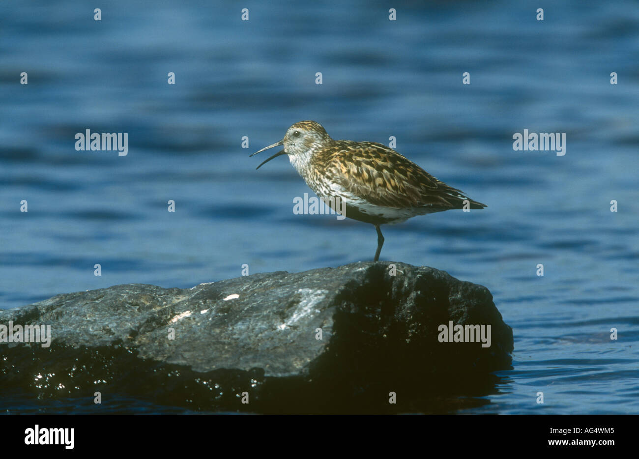 Le bécasseau variable Calidris alpina mâle adulte en plumage nuptial perché sur un rocher "singing', Aswan, îles Shetland, Écosse Banque D'Images