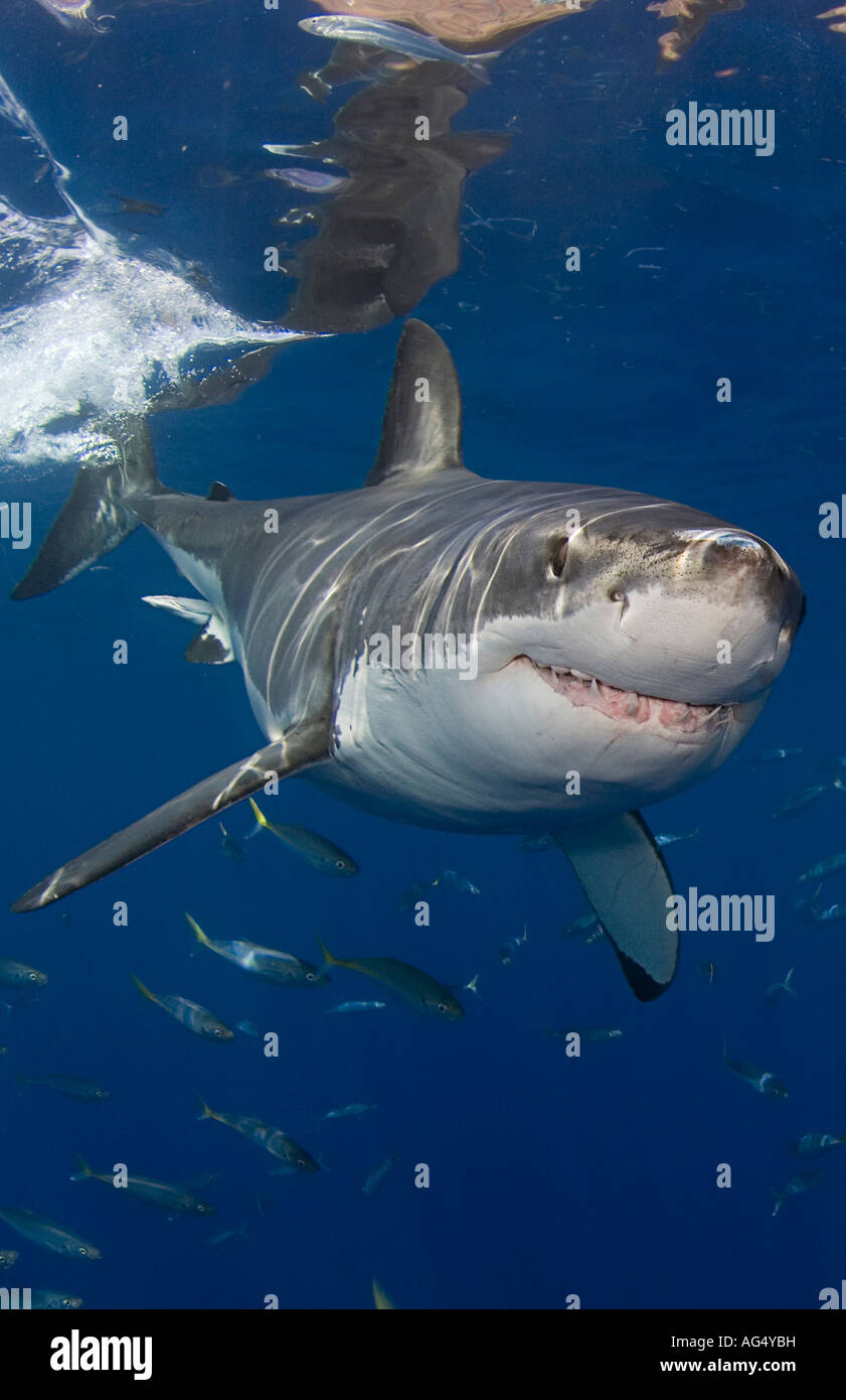 Grand requin blanc (Carcharodon carcharias) photographié dans l'île de Guadalupe, au Mexique. Banque D'Images